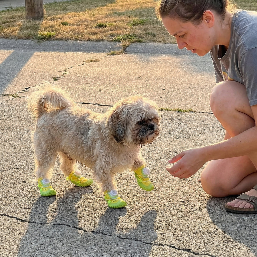 SillySteps dog boots in action
