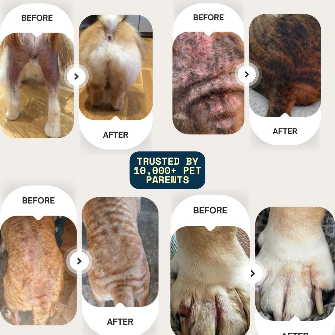 Barksy™ Vet-backed skin relief spray